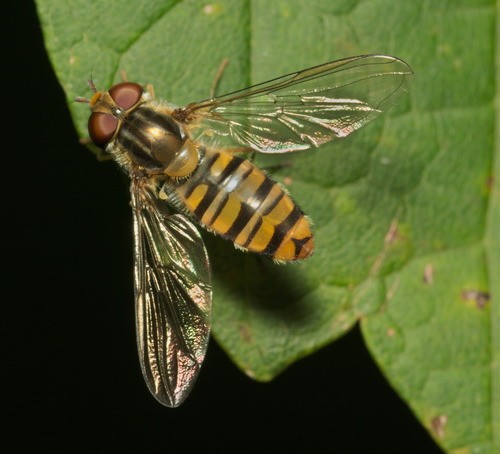 Marmalade hoverfly (Episyrphus balteatus)