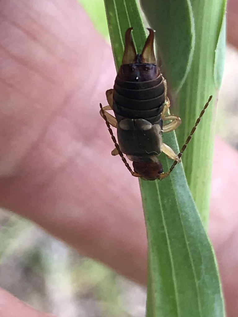 Уховёртка обыкновенная (Forficula auricularia) - Picture Insect