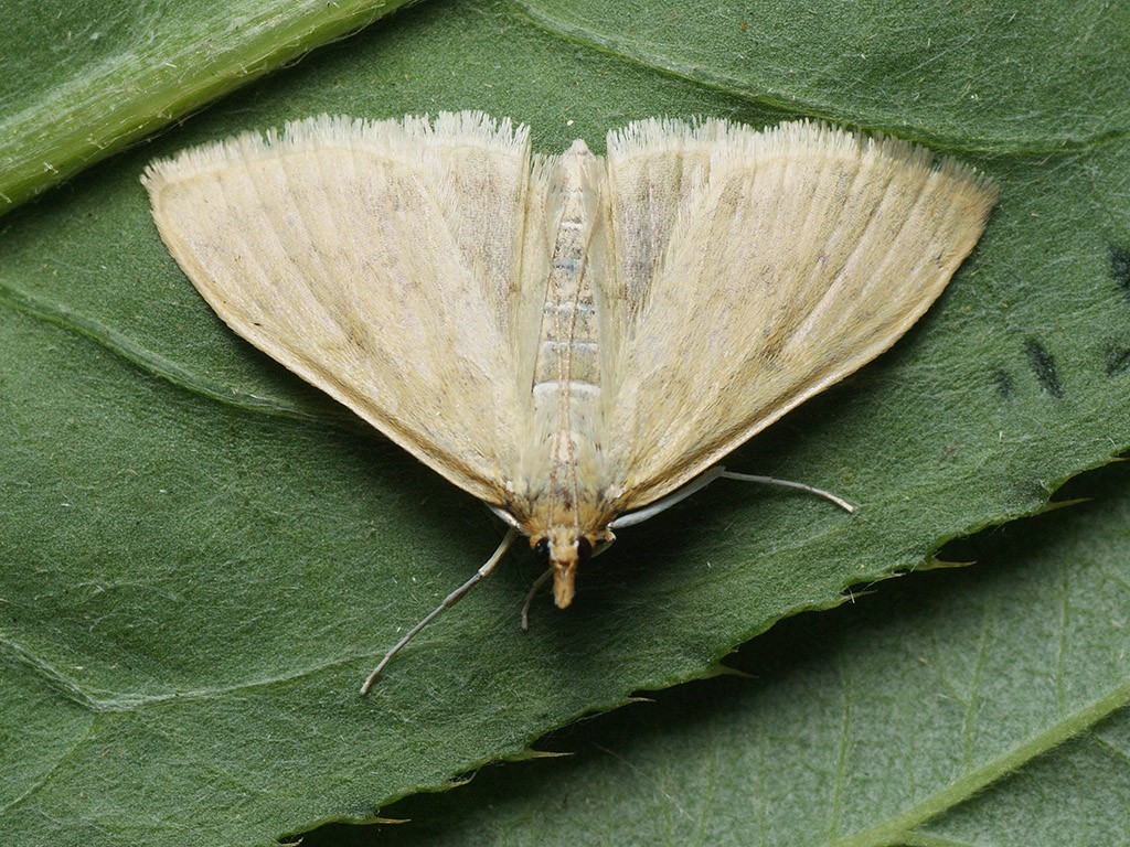 Paratalanta (Paratalanta)