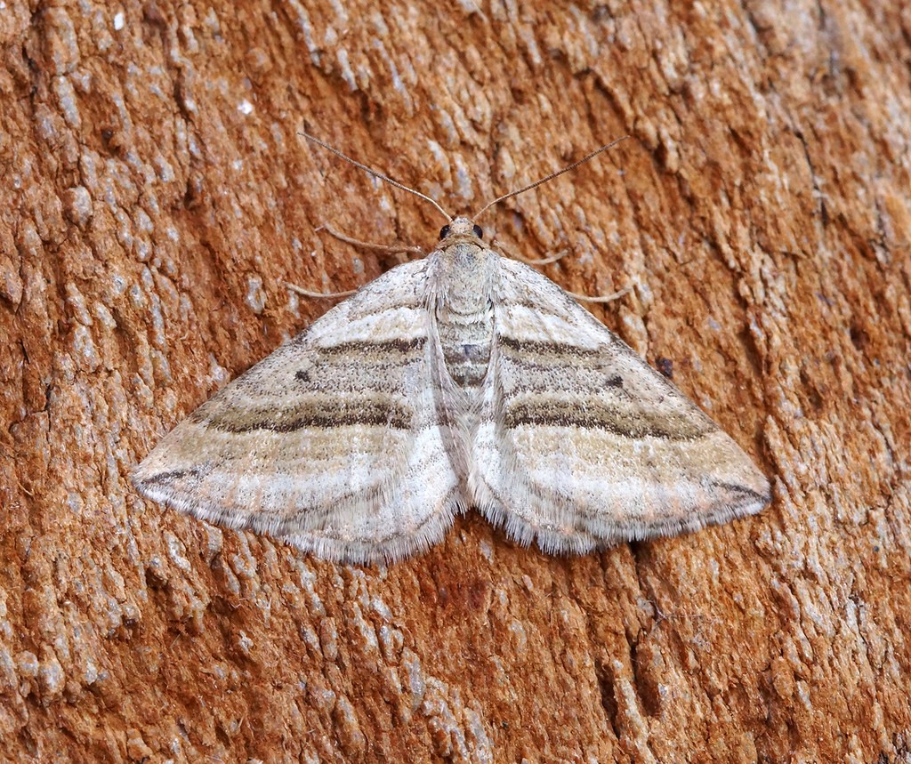 Phibalapteryx (Phibalapteryx)