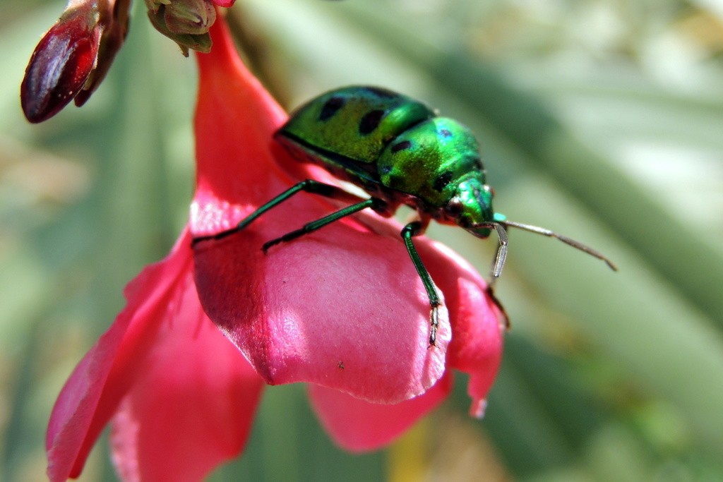 Chrysocoris (Chrysocoris)