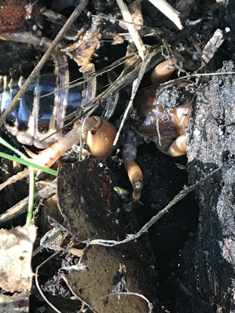 Ammopelmatus (Ammopelmatus)