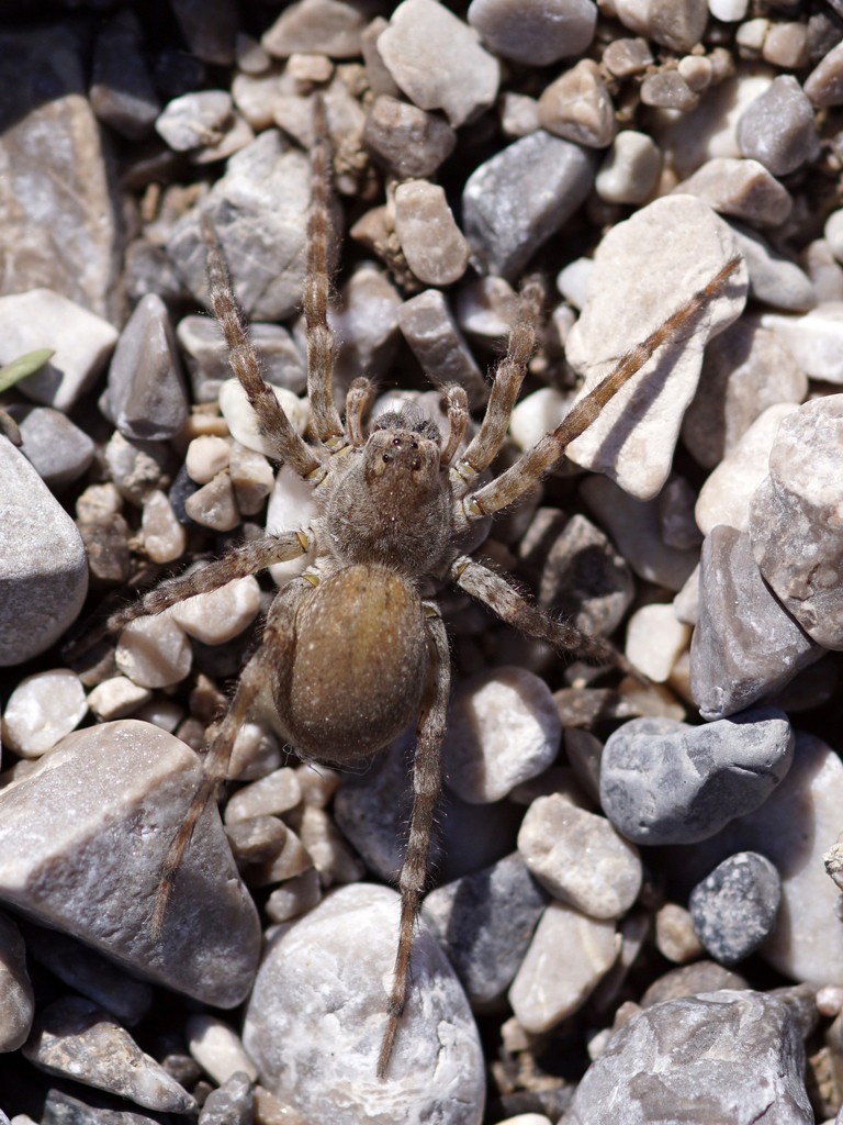 Bear spiders (Arctosa)