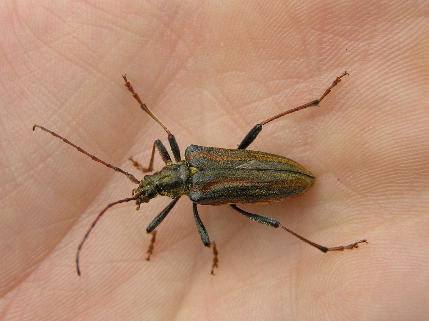 Oxymirus (Oxymirus)