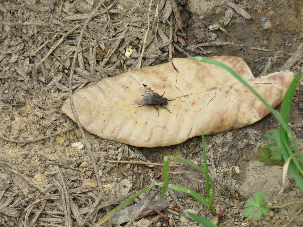 Настоящие мухи (Muscidae)
