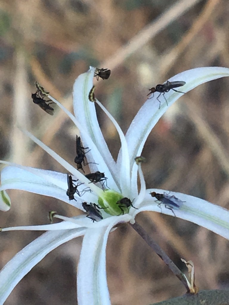 Dagger flies (Empididae)