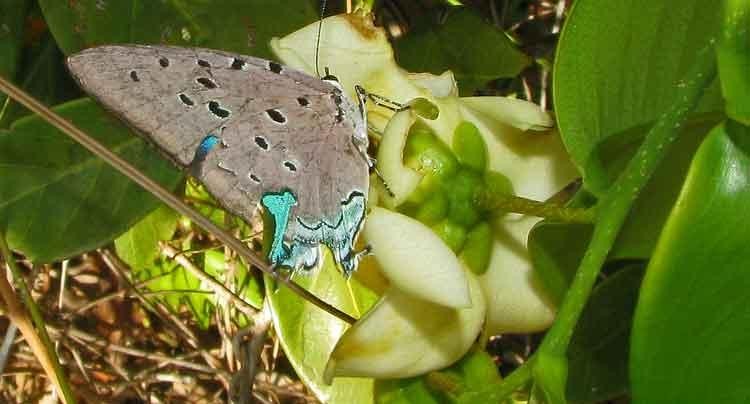 Pseudolycaena (Pseudolycaena)