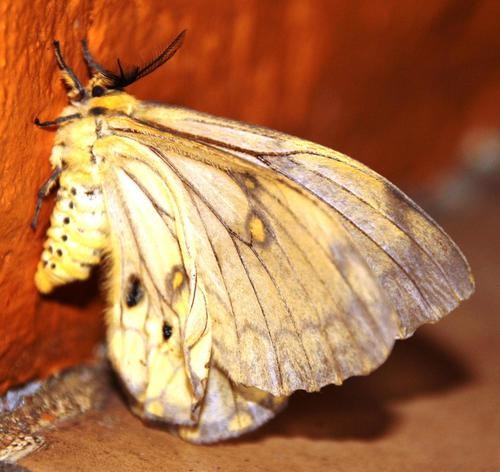 Apollo moth