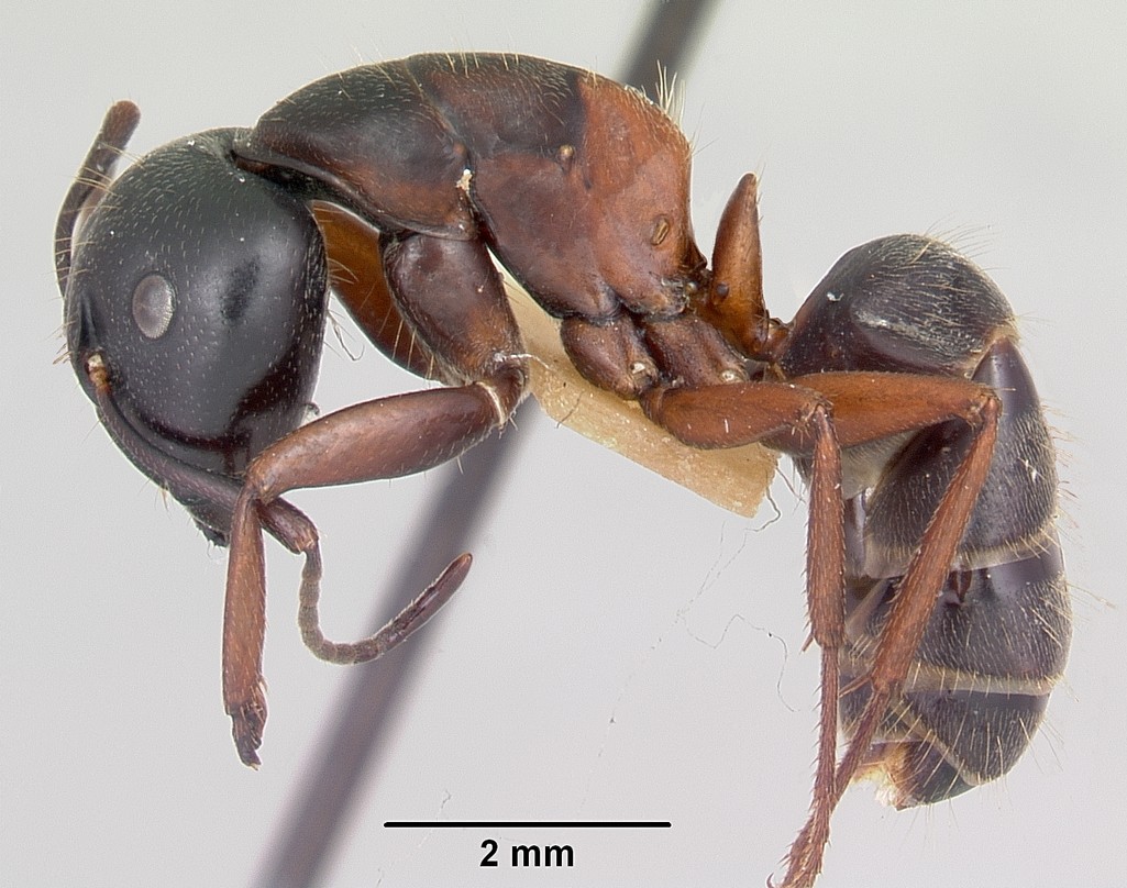 Красногрудый муравей-древоточец (Camponotus herculeanus) - Picture Insect