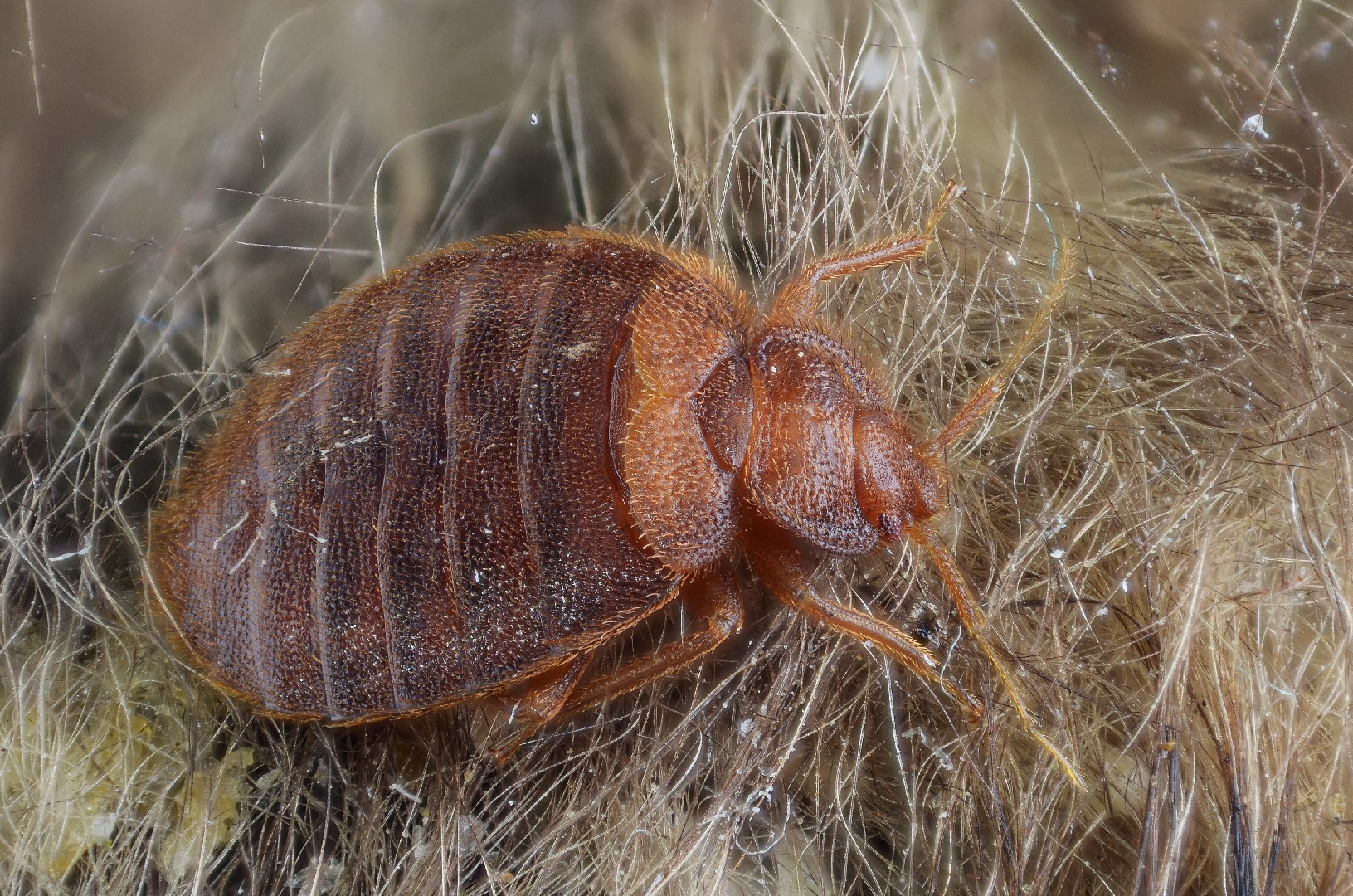 Постельный клоп (Cimex lectularius) - Picture Insect