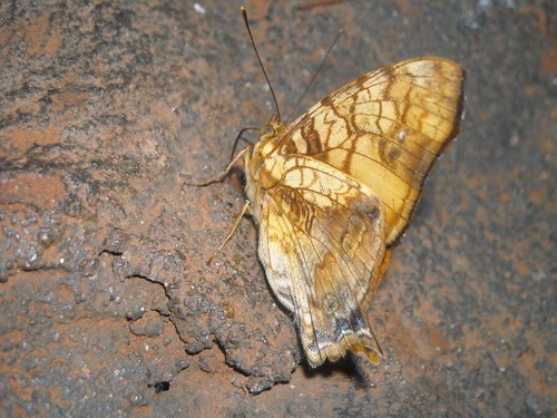 Hypanartia lethe (Hypanartia lethe) Picture Insect