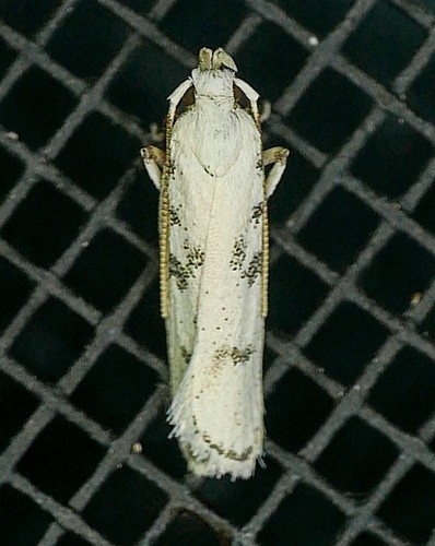 Glyphidocera (Glyphidocera)