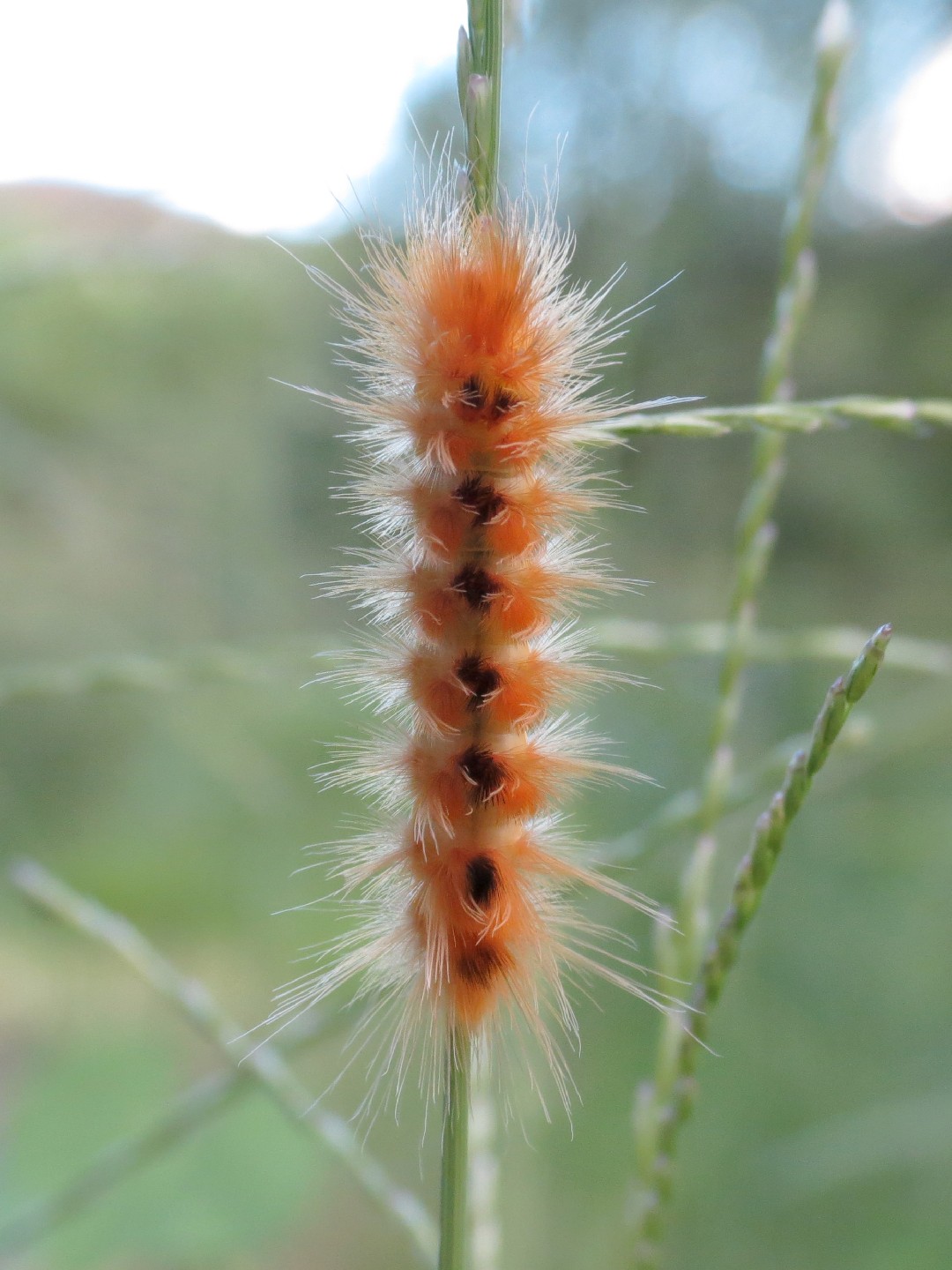 Pygarctia (Pygarctia)