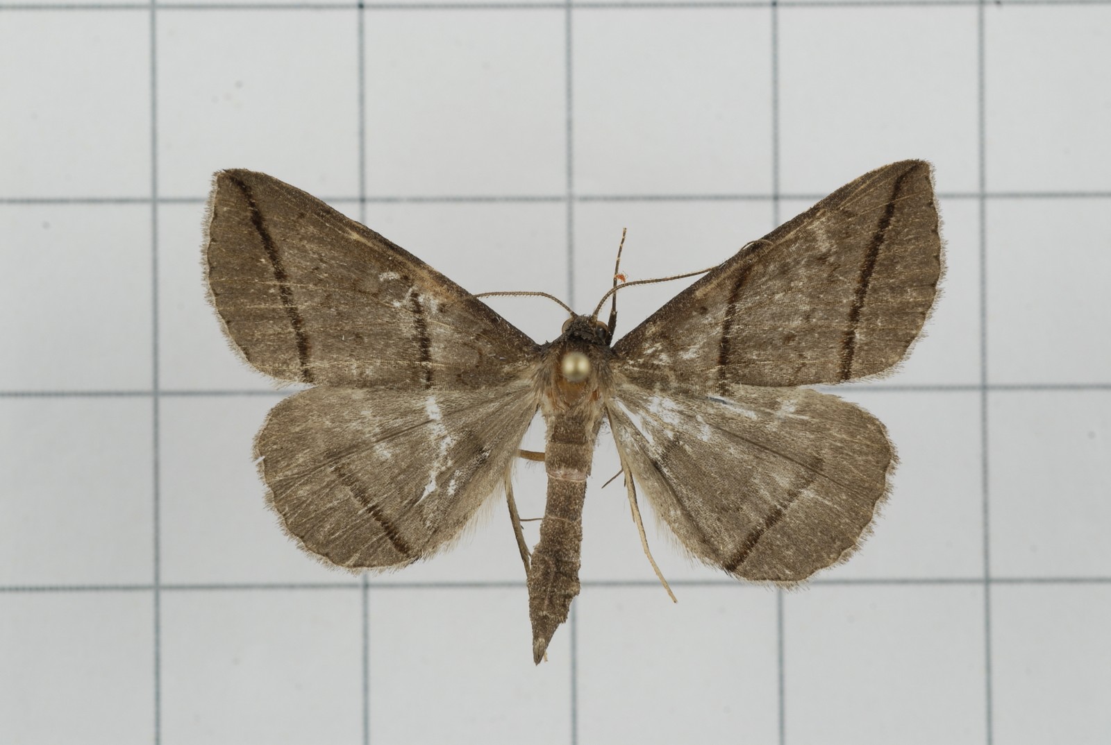 Orthozona (Orthozona)