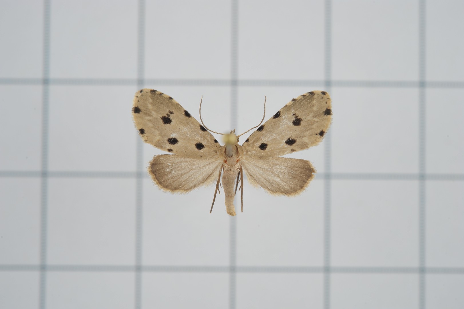 Metaemene (Metaemene) Picture Insect