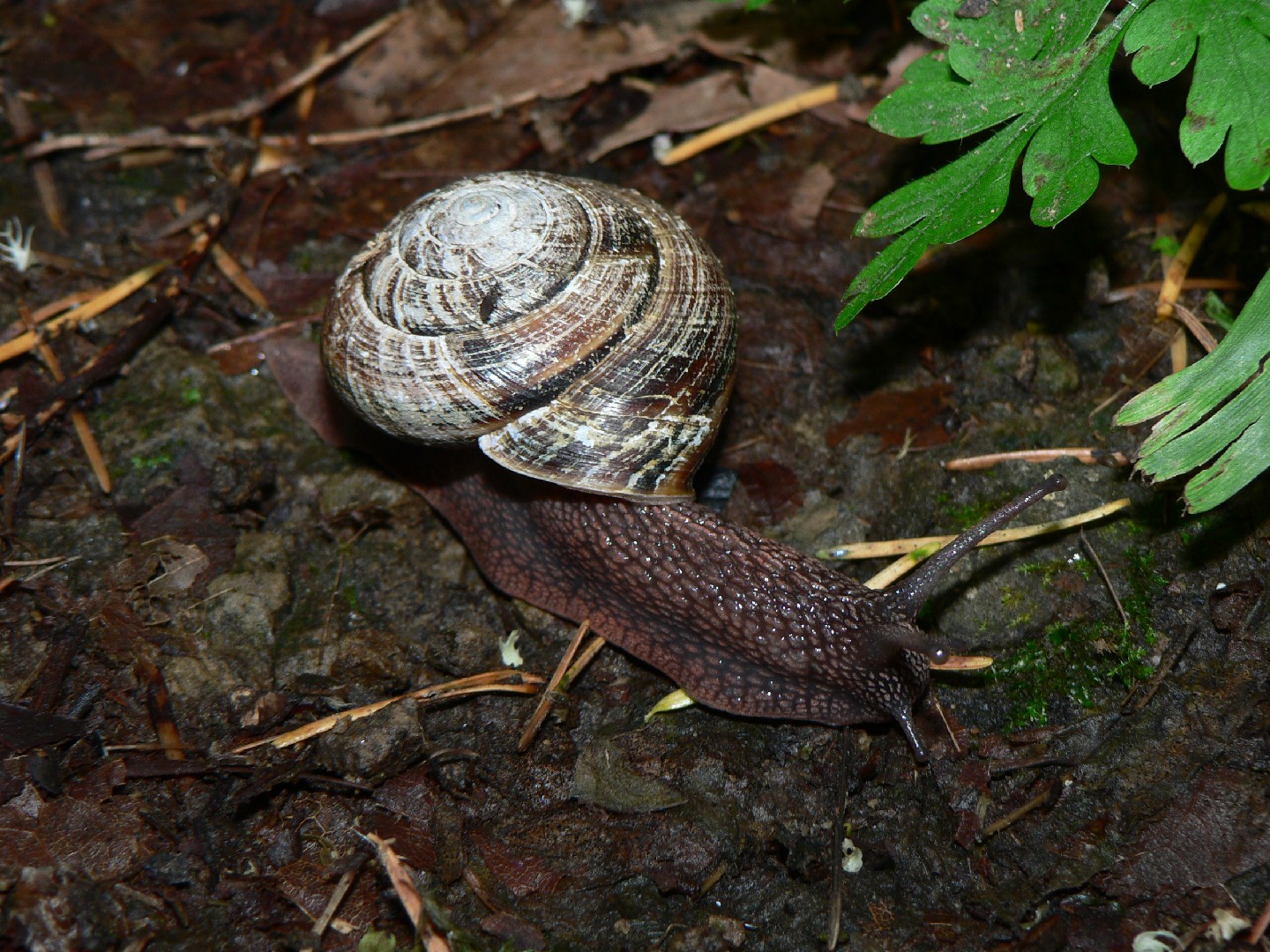 Sidebands (Monadenia)