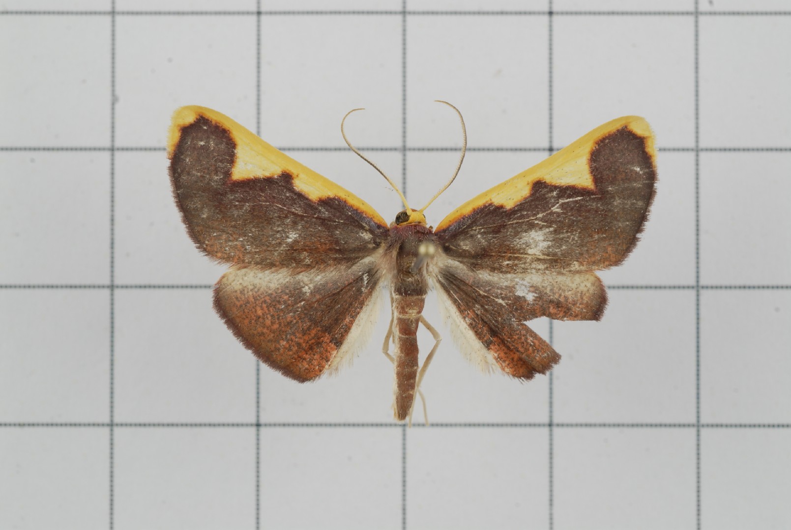 Nothomiza (Nothomiza)