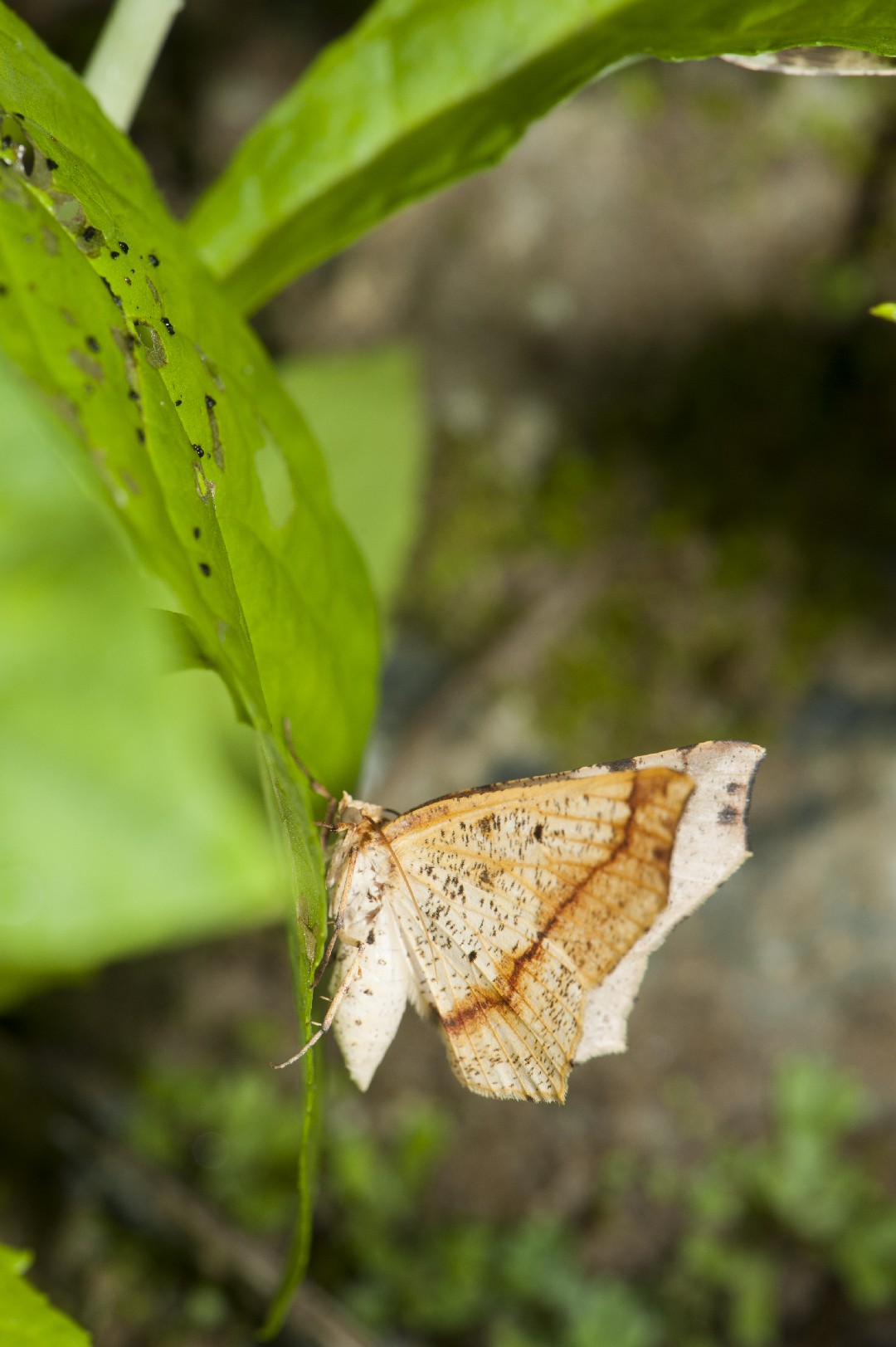 Pareclipsis (Pareclipsis)