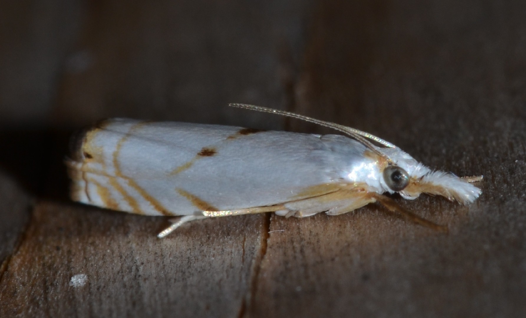 Microcrambus (Microcrambus)