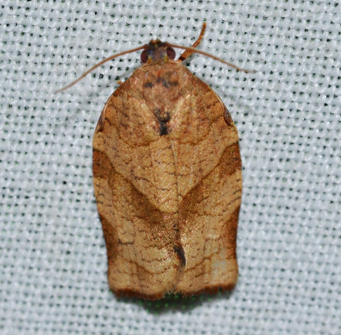 Choristoneura rosaceana (Choristoneura rosaceana) - Picture Insect