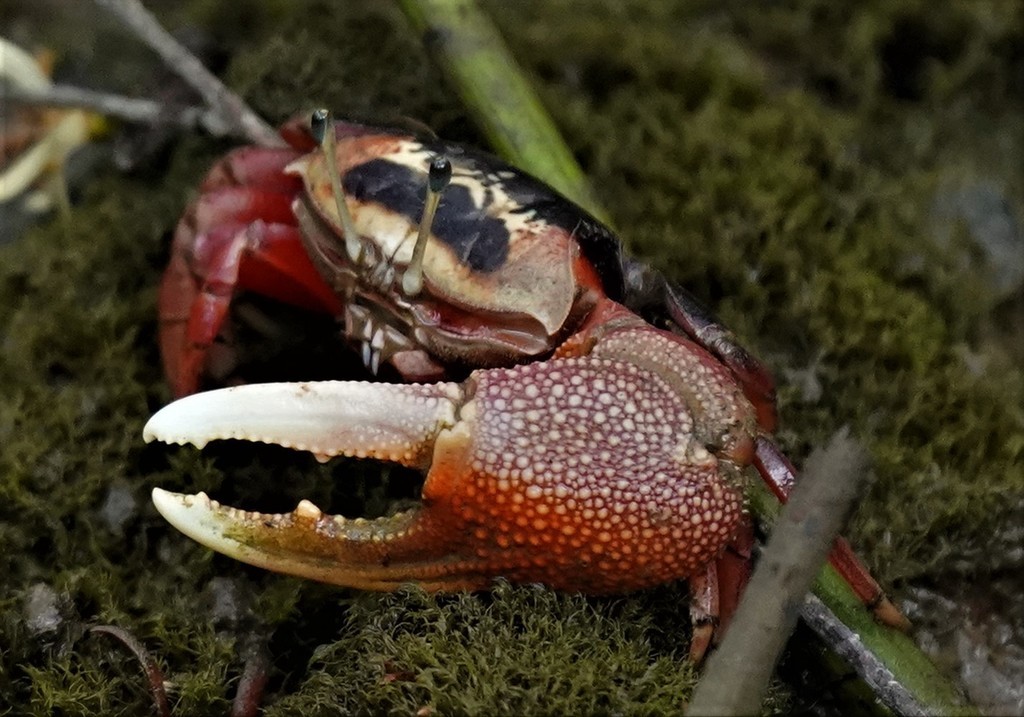 Bowed fiddler crab