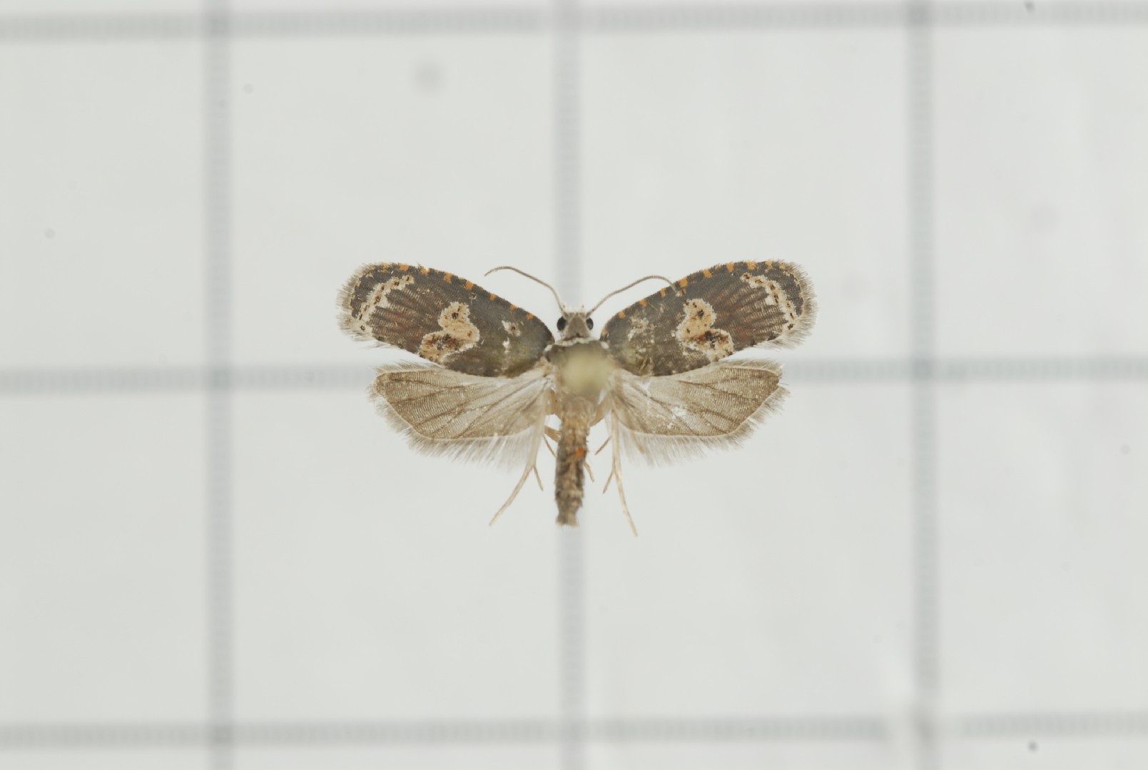 Cnesteboda (Cnesteboda)