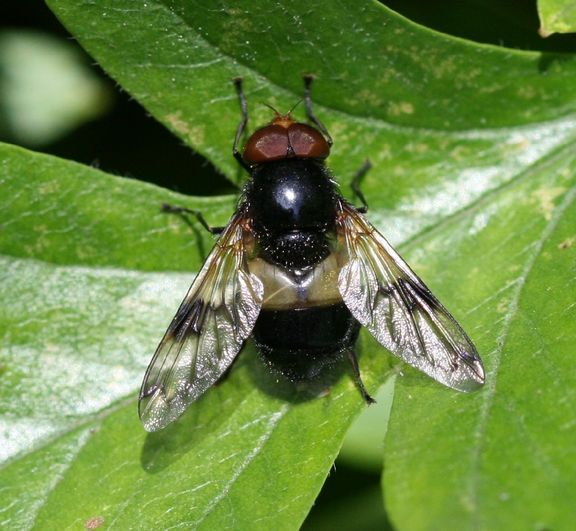 Журчалка прозрачная (Volucella pellucens) - Picture Insect