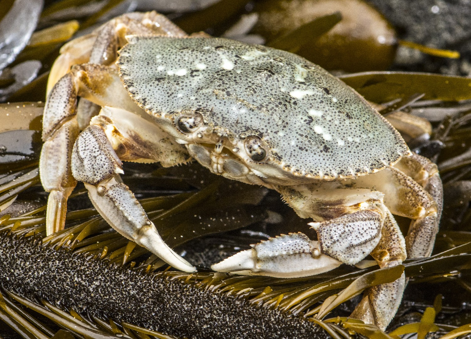 Dungeness crab
