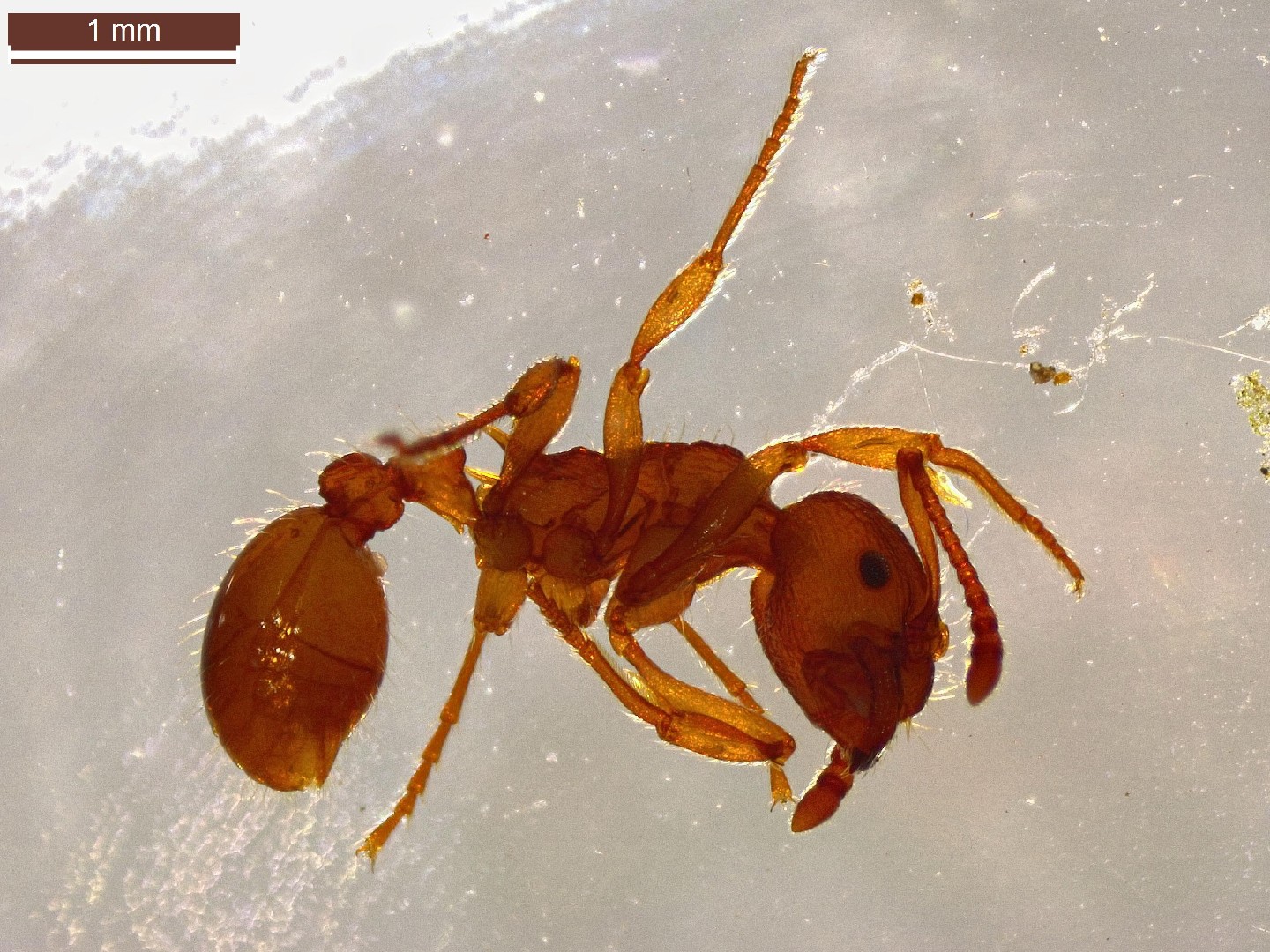 Myrmica scabrinodis (Myrmica scabrinodis) - Picture Insect