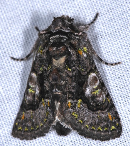 Behrensia (Behrensia)