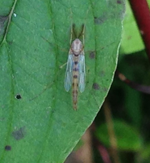 Zuckmücken (Chironomidae)