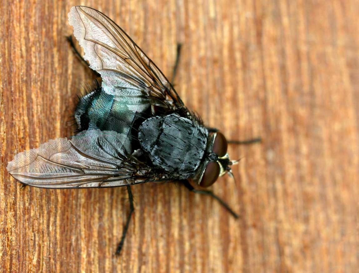 Синяя мясная Муха Calliphora