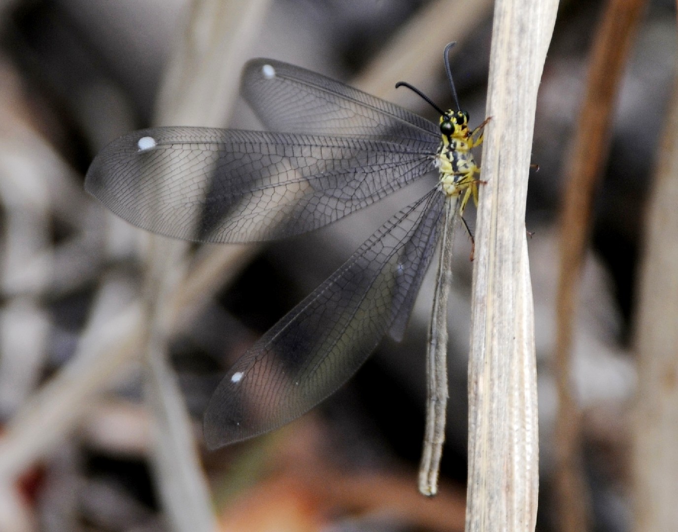Hagenomyia (Hagenomyia)