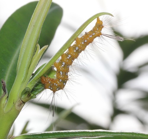 Spotted oleander caterpillar moth