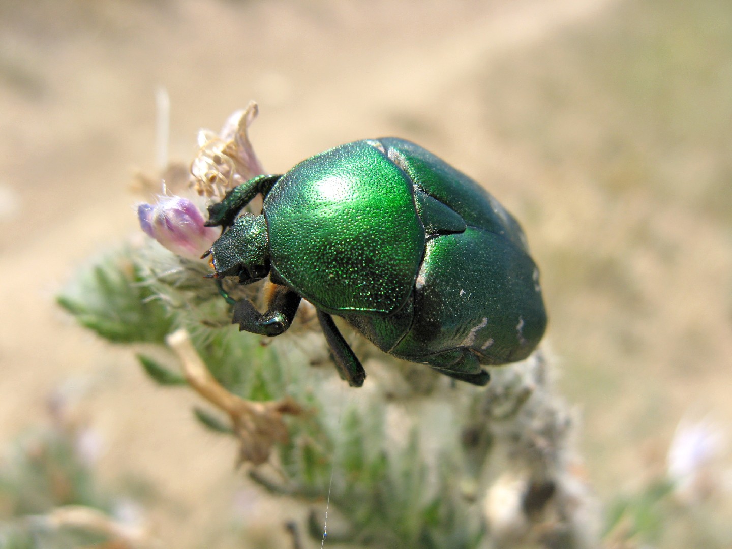 Бронзовка золотистая (Cetonia aurata) - Picture Insect