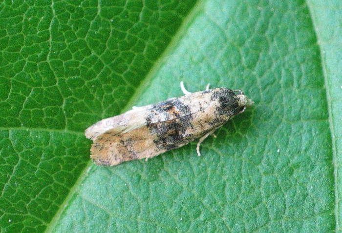 Cochylis (Cochylis)
