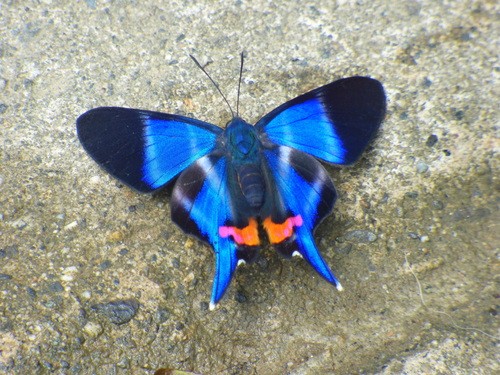 Neotropical metalmarks (Rhetus)