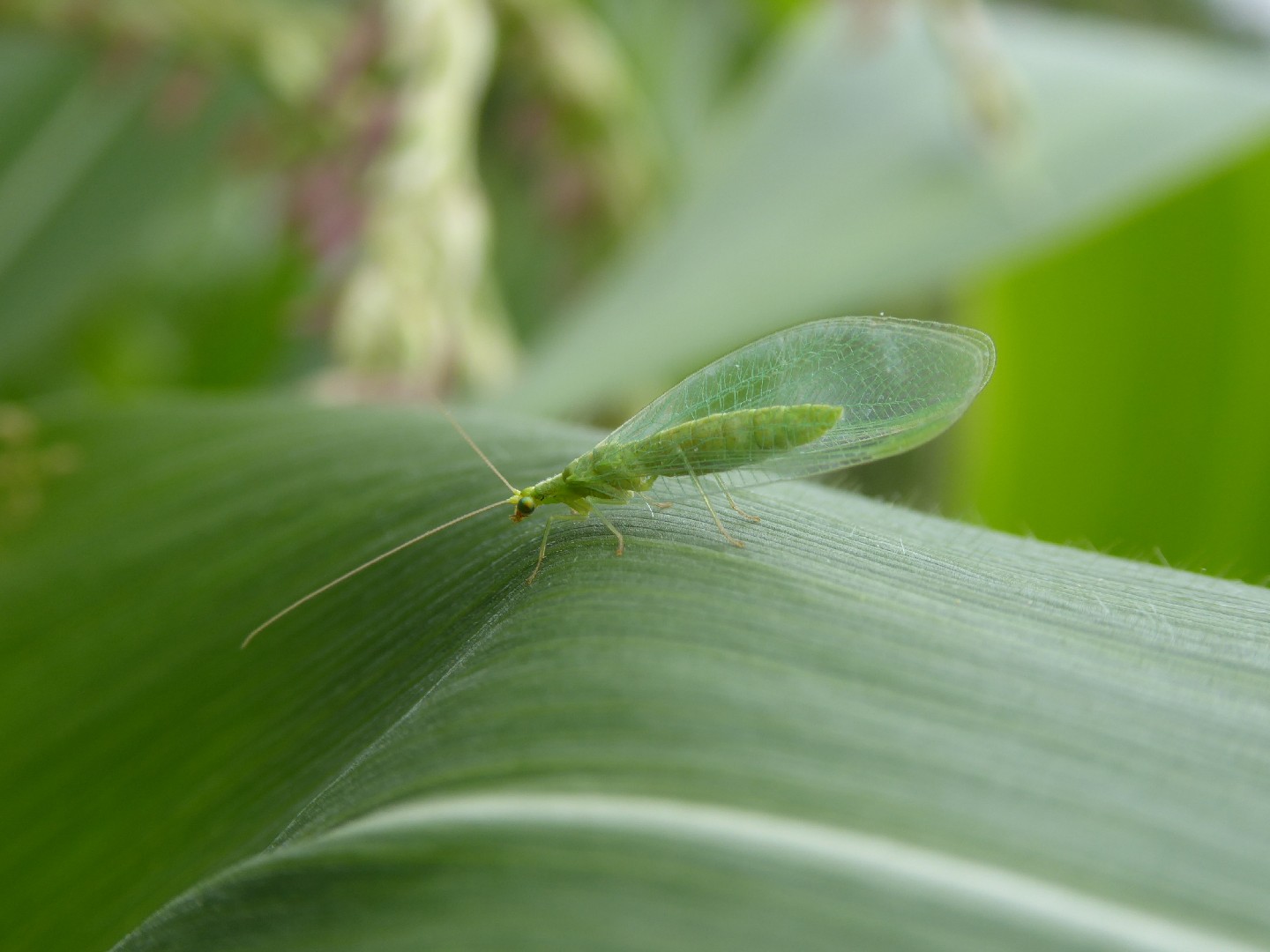 Обыкновенная златоглазка (Chrysoperla carnea) - Picture Insect