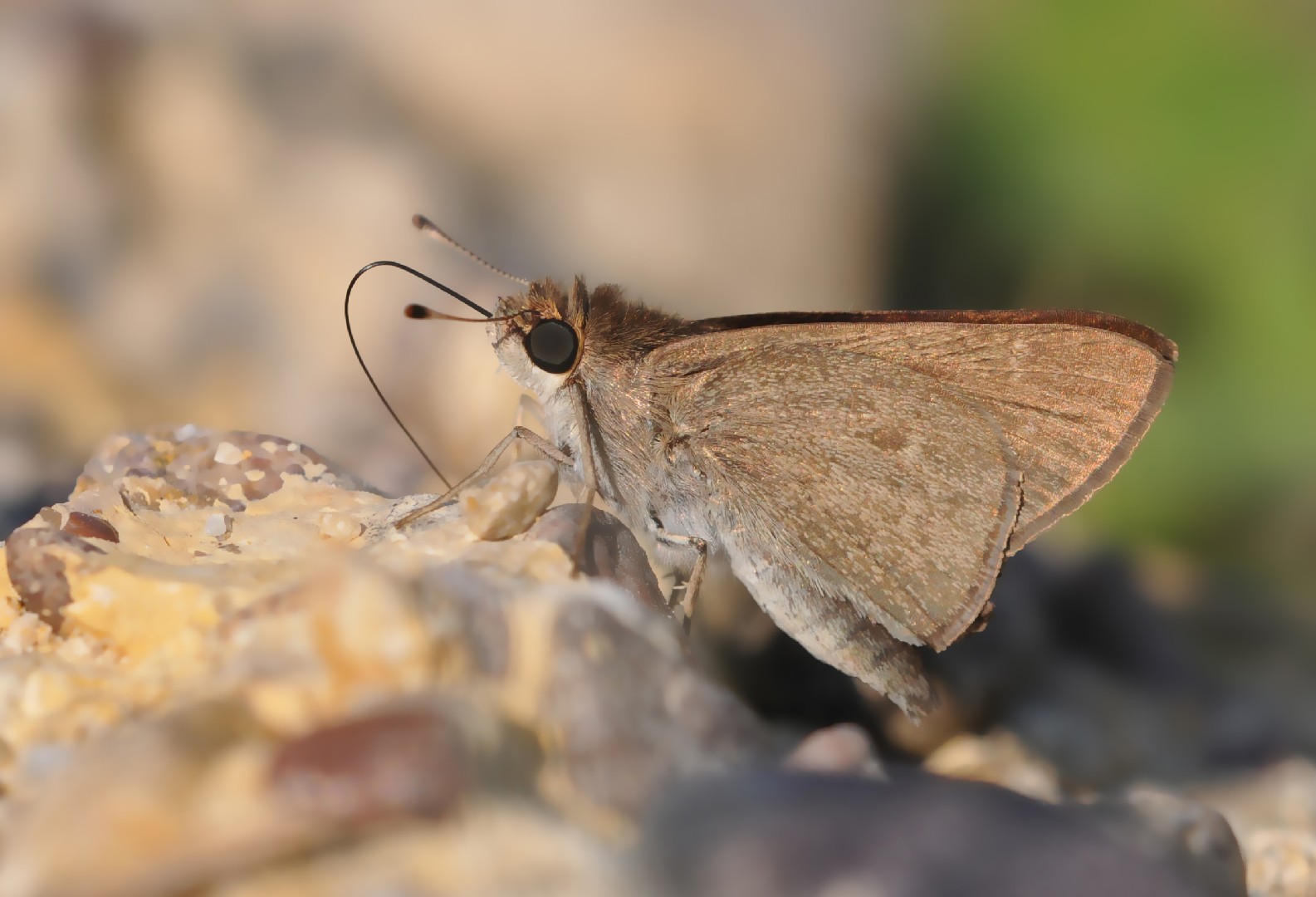 Pigmy skipper