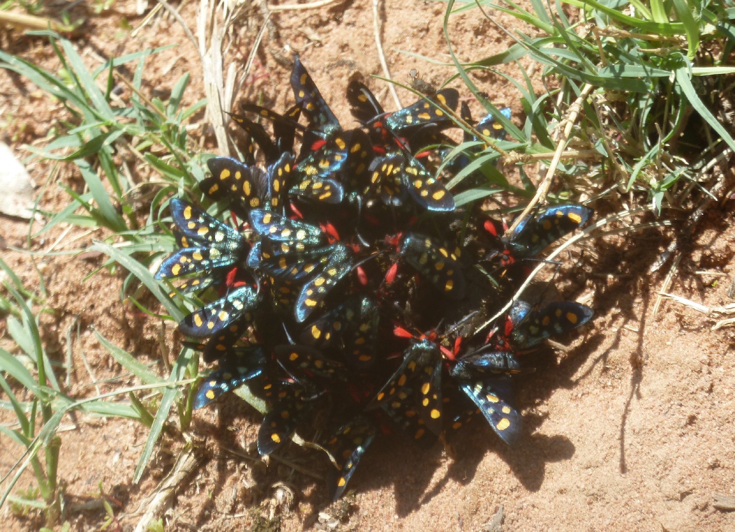 Arniocera auriguttata