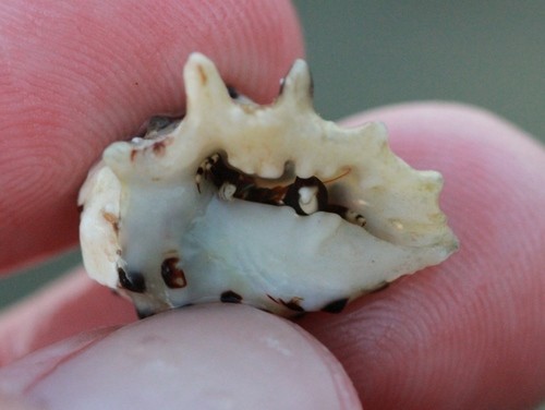 Seurat's hermit crab