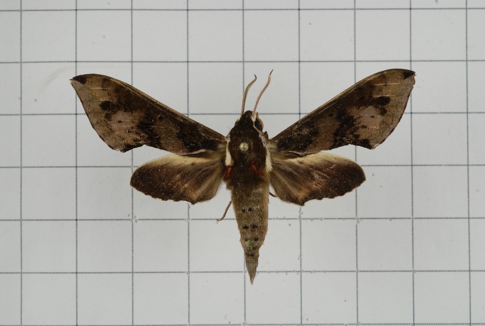 Rhagastis (Rhagastis)