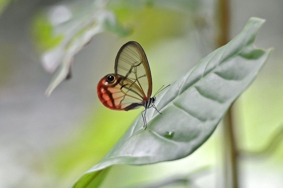 Cithaerias (Cithaerias)