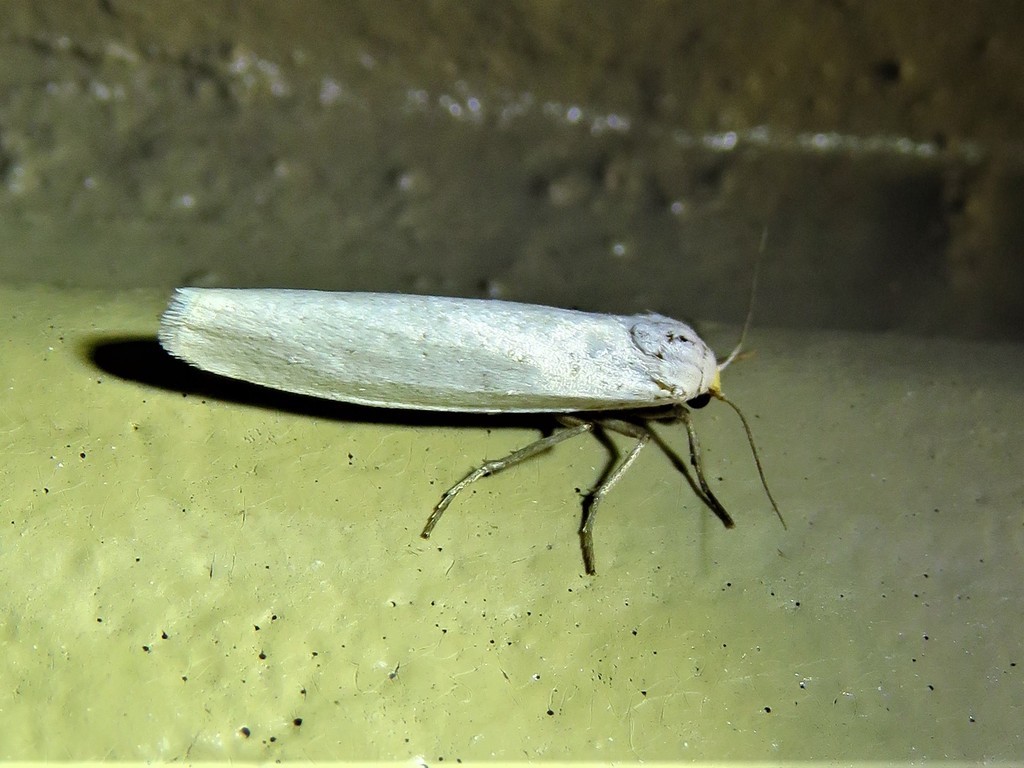 Crambidia (Crambidia)