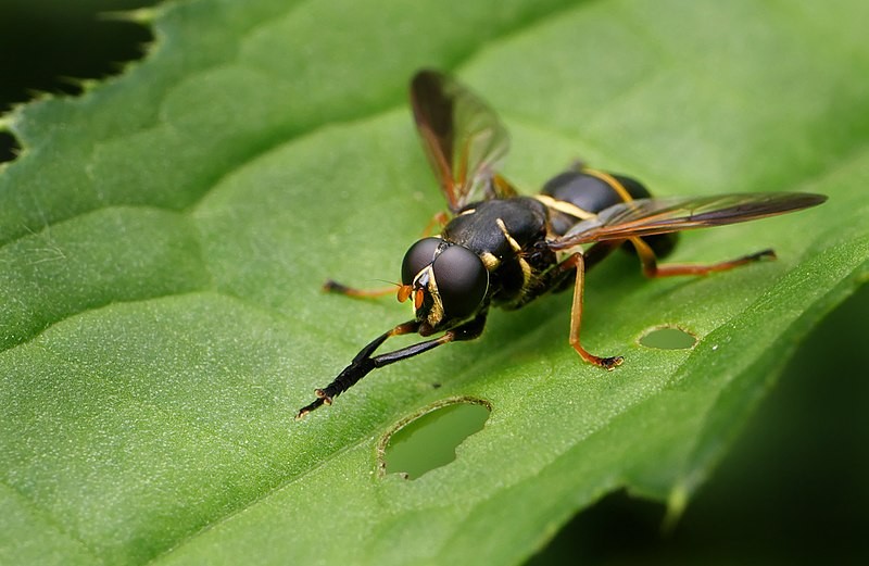 Temnostoma (Temnostoma)