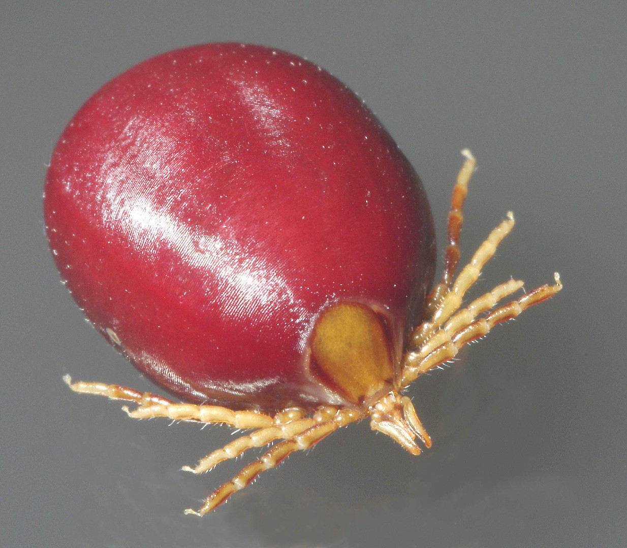 Garrapatas de cuerpo duro (Ixodes)