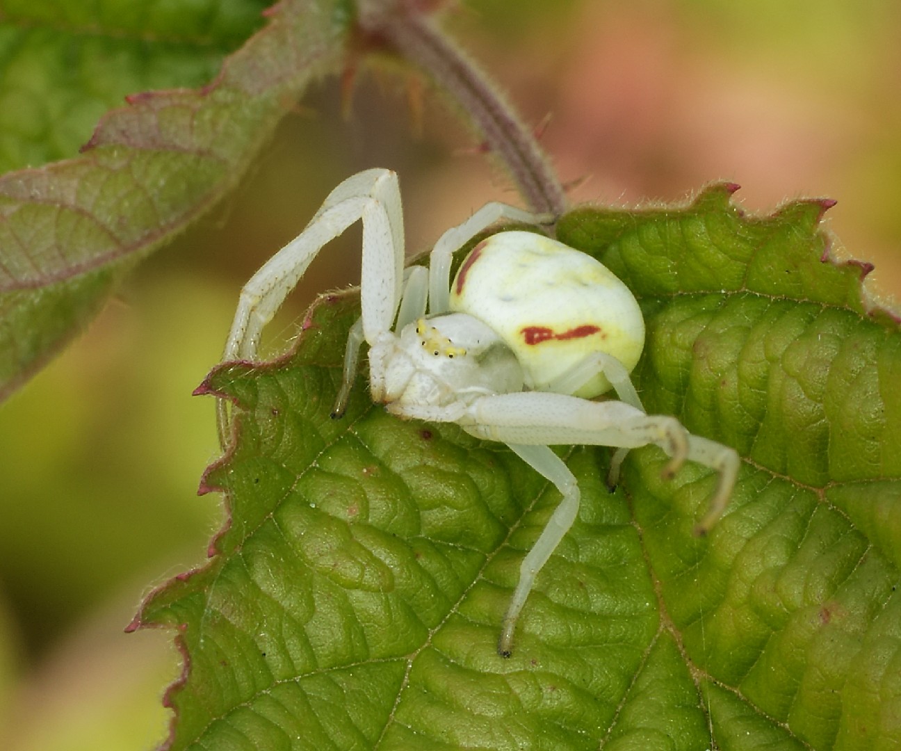 Цветочный паук (Misumena vatia) - Picture Insect