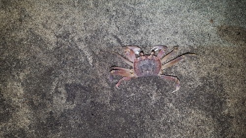 Gulf ghost crab