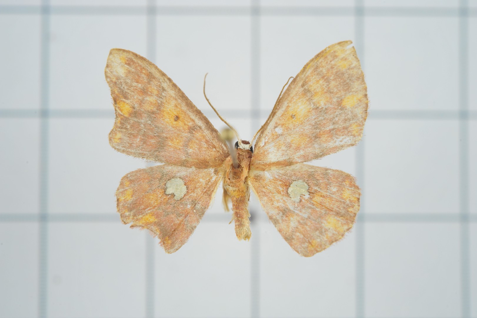 Discoglypha (Discoglypha)