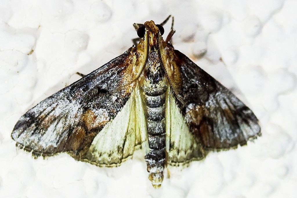 Toripalpus (Toripalpus)